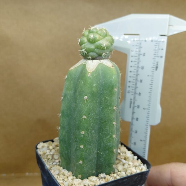Coryphantha elephantidens cv Tanshi Zougemaru f. inermis
