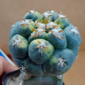 Coryphantha elephantidens cv Tanshi Zougemaru f. var.