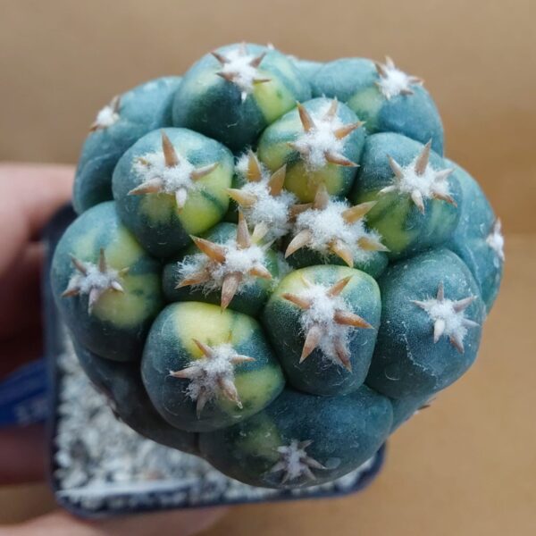 Coryphantha elephantidens cv Tanshi Zougemaru f. var.