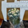 Coryphantha elephantidens cv Tanshi Zougemaru f. var.
