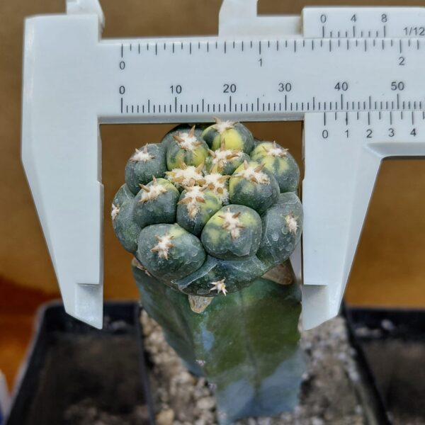 Coryphantha elephantidens cv Tanshi Zougemaru f. var.