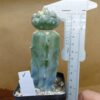 Coryphantha elephantidens cv Tanshi Zougemaru f. var.