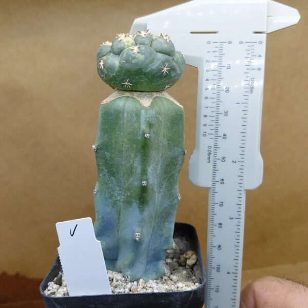 Coryphantha elephantidens cv Tanshi Zougemaru f. var.