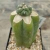 Coryphantha elephantidens cv Tanshi Zougemaru