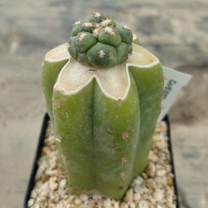 Coryphantha elephantidens cv Tanshi Zougemaru
