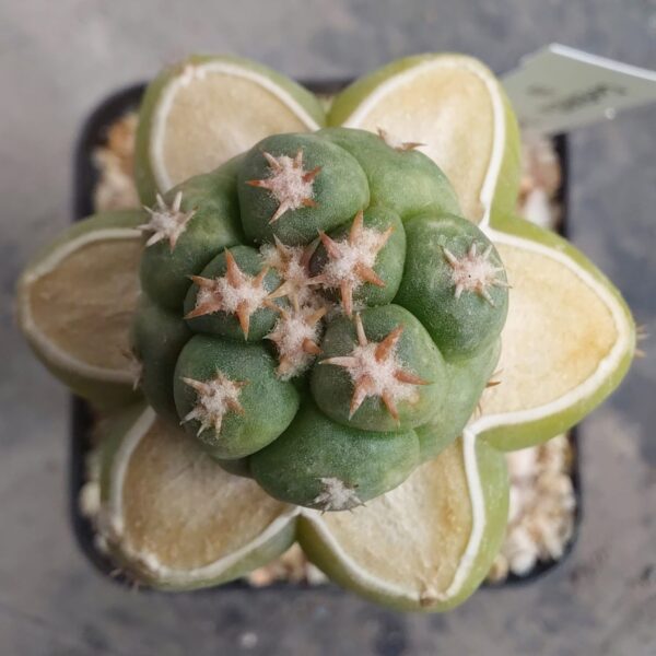 Coryphantha elephantidens cv Tanshi Zougemaru