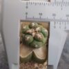 Coryphantha elephantidens cv Tanshi Zougemaru