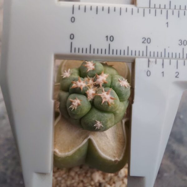 Coryphantha elephantidens cv Tanshi Zougemaru