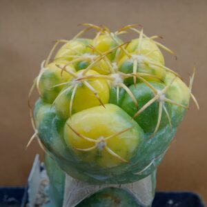 Coryphantha elephantidens f. var.