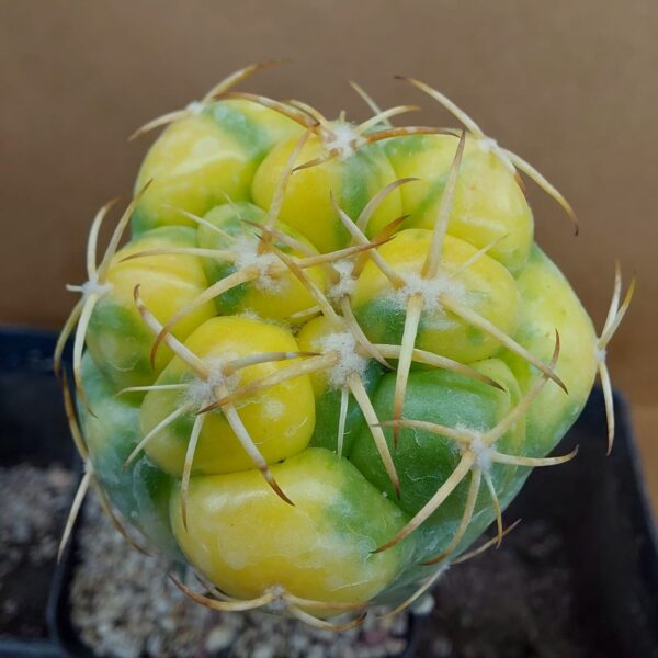 Coryphantha elephantidens f. var.