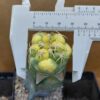 Coryphantha elephantidens f. var.