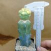 Coryphantha elephantidens f. var.