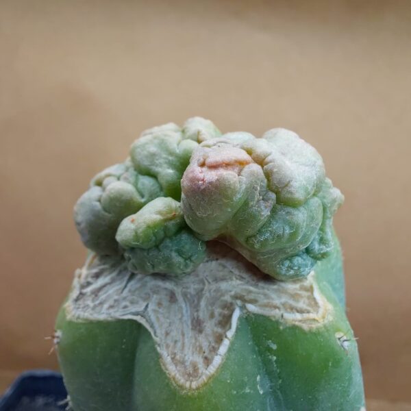 CorEl08BMI_PI1 Coryphantha elephantidens subs. bumamma f. monstruosa inermis