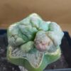 CorEl08BMI_PI2 Coryphantha elephantidens subs. bumamma f. monstruosa inermis
