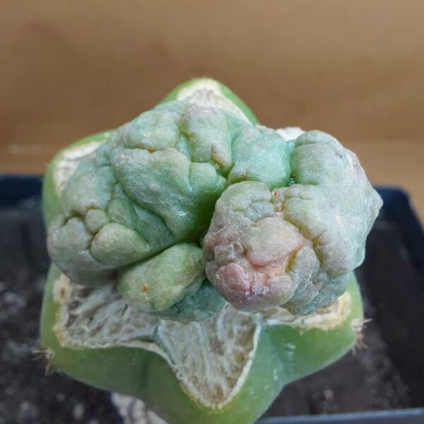 CorEl08BMI_PI2 Coryphantha elephantidens subs. bumamma f. monstruosa inermis