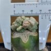 CorEl08BMI_PI3 Coryphantha elephantidens subs. bumamma f. monstruosa inermis