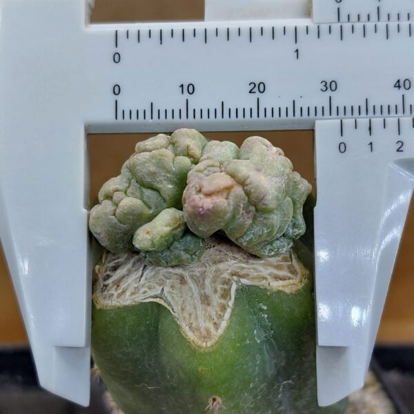 CorEl08BMI_PI3 Coryphantha elephantidens subs. bumamma f. monstruosa inermis