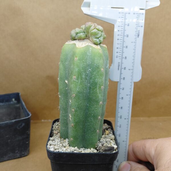 CorEl08BMI_PI4 Coryphantha elephantidens subs. bumamma f. monstruosa inermis