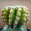 Discocactus horstii var.