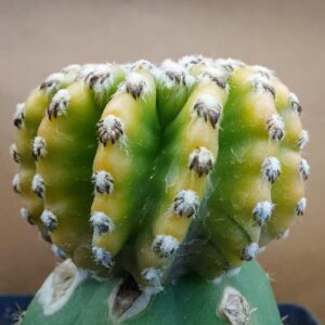 Discocactus horstii var.