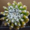 Discocactus horstii var.