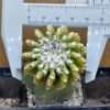 Discocactus horstii var.