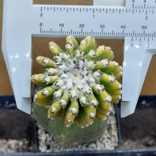 Discocactus horstii var.