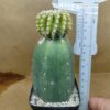 Discocactus horstii var.
