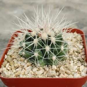 EcGru02Al_P1 Echinocactus grusonii v alba