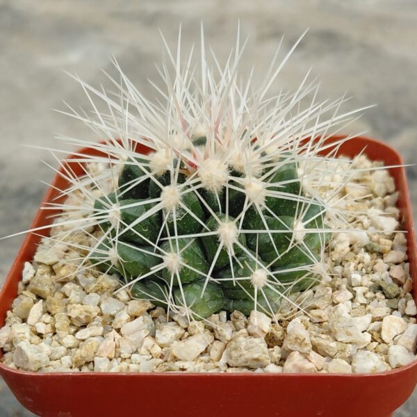Echinocactus grusonii v alba