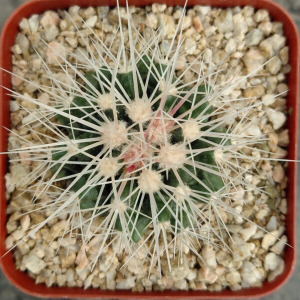 Echinocactus grusonii v alba
