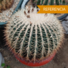 Echinocactus grusonii v alba