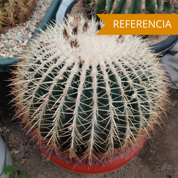 Echinocactus grusonii v alba