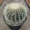 Echinocactus grusonii grande