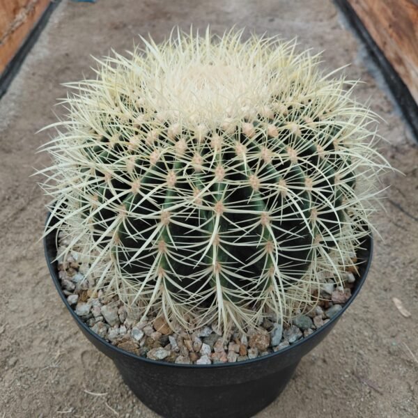 Echinocactus grusonii grande