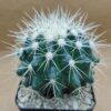 Echinocactus grusonii pequeño