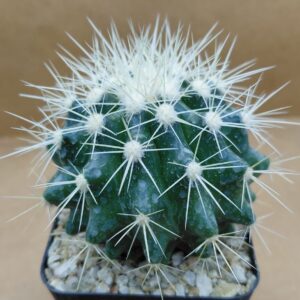 EcGru04_P1 Echinocactus grusonii pequeño