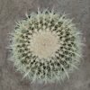 Echinocactus grusonii grande