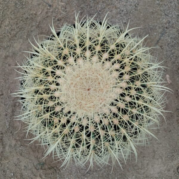 Echinocactus grusonii grande