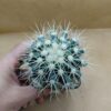 Echinocactus grusonii pequeño