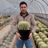 Echinocactus grusonii grande