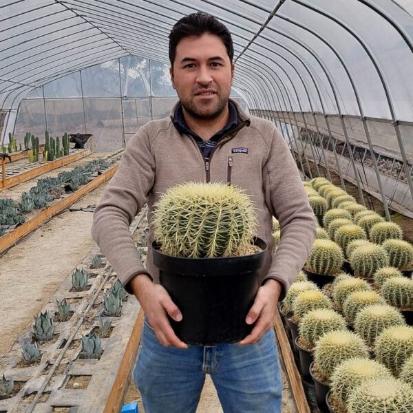 Echinocactus grusonii grande