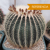 Echinocactus grusonii pequeño