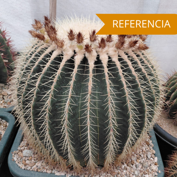 Echinocactus grusonii pequeño