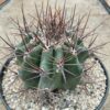 Echinocactus platyacanthus
