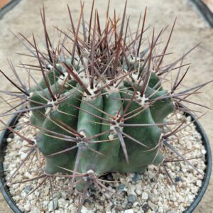 EcPl01_P+1 Echinocactus platyacanthus