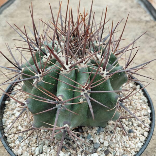Echinocactus platyacanthus