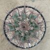 Echinocactus platyacanthus