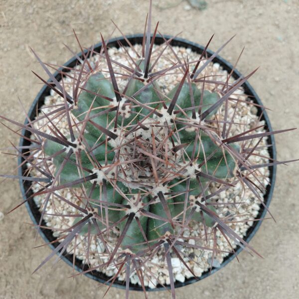 Echinocactus platyacanthus