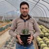 Echinocactus platyacanthus